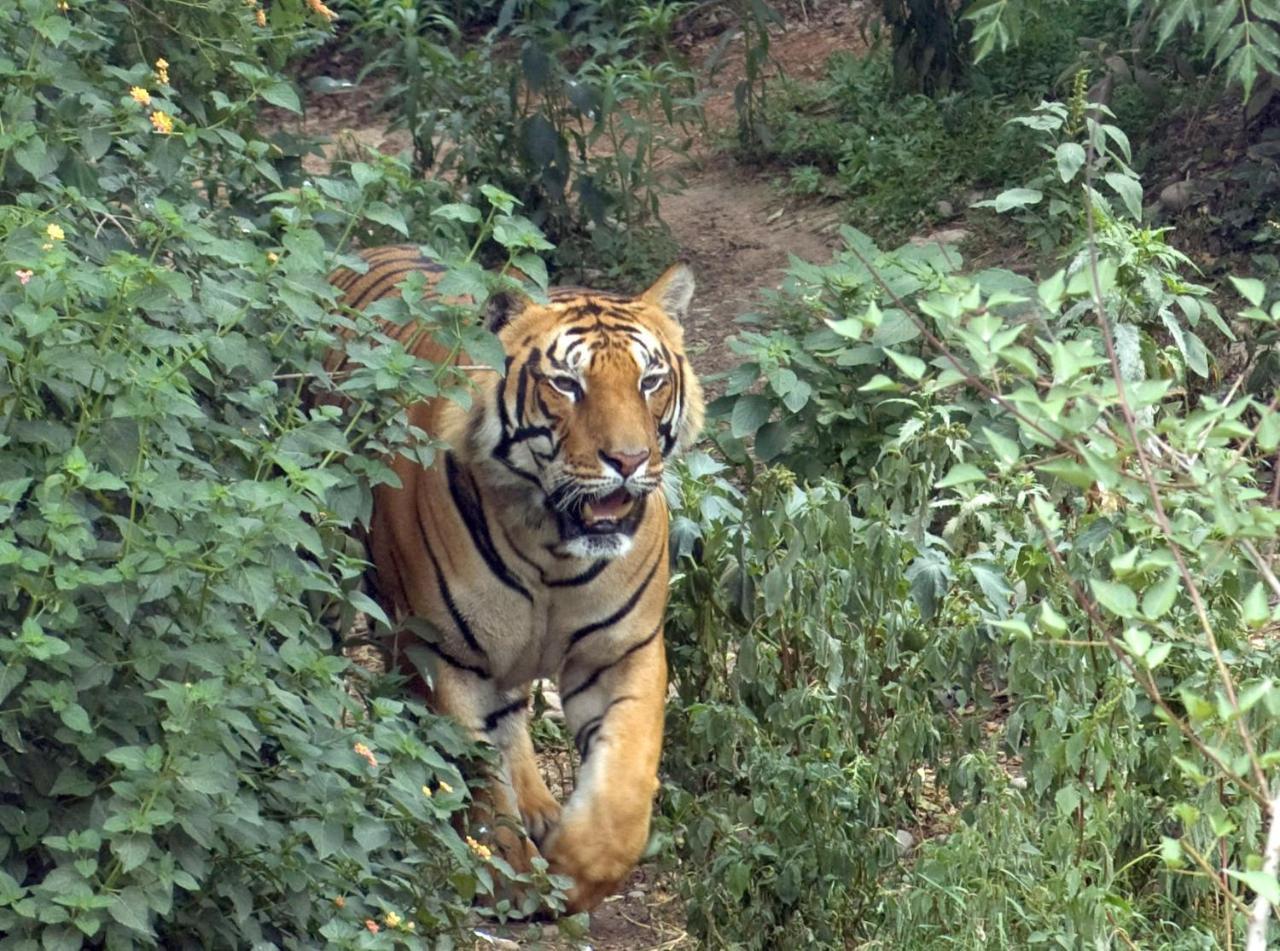 צ'יטוואן Tiger Tops Tharu Lodge מראה חיצוני תמונה